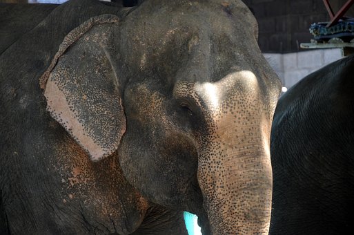 Tailandia, Asia, Elefante, Naturaleza