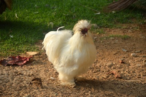 Pollo, Grifo, Plumas, Naturaleza