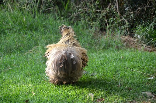 Pollo, Grifo, Plumas, Naturaleza