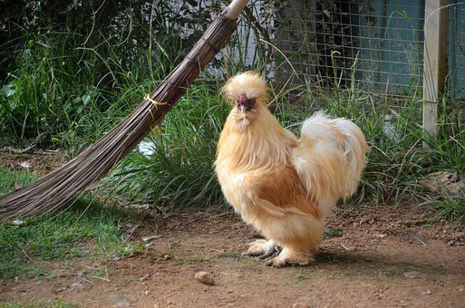 Pollo, Grifo, Plumas, Naturaleza