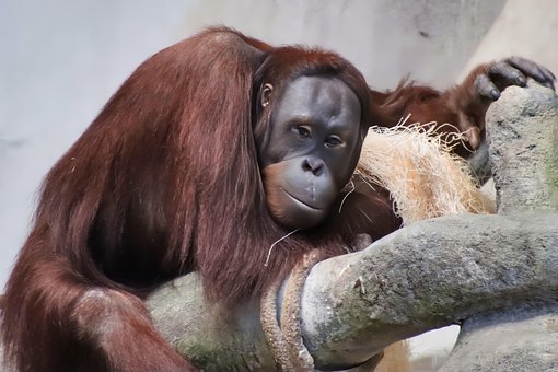 Free Orangutan Ape photo and picture