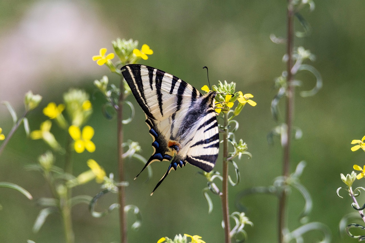 Insect Flowers Pollination - Free photo on Pixabay - Pixabay