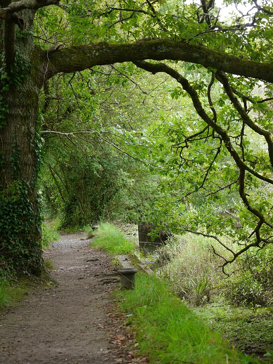 Treew Path Tree Canal Path - Free photo on Pixabay - Pixabay