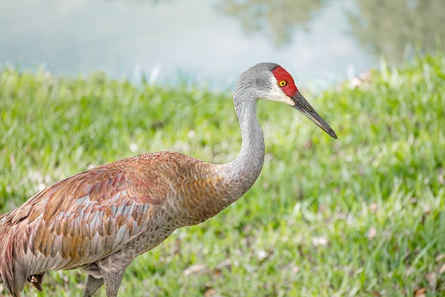 Sandhügelkran, Vogel, Tierwelt, Tier