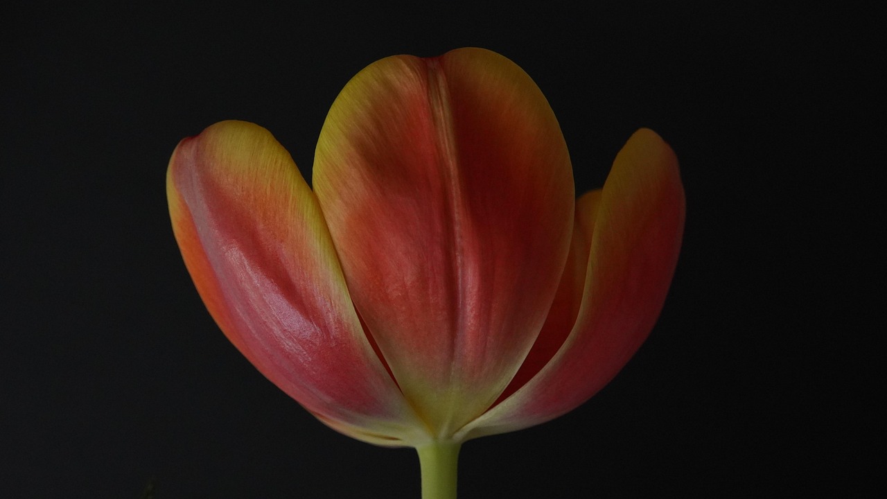 Tulip - free online jigsaw puzzle photo