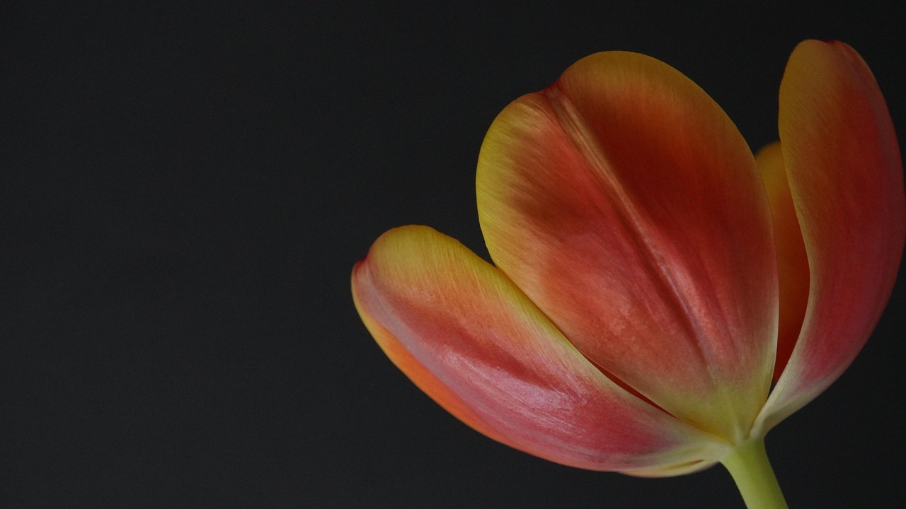 Tulip - free online jigsaw puzzle photo