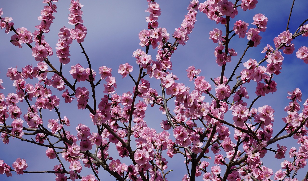 Almond Blossom - free online jigsaw puzzle photo