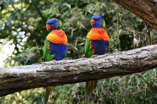 Free Parrots Bird photo and picture
