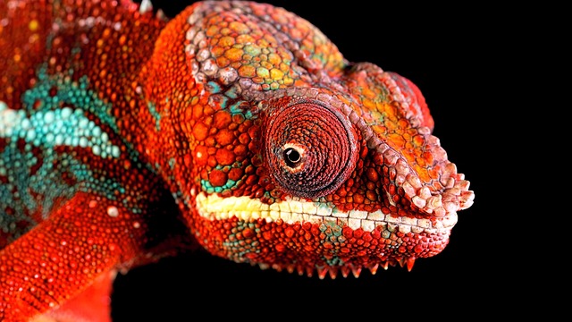 chameleon, reptile, lizard, exotic, head, animal, closeup, wildlife, watercolor, nature