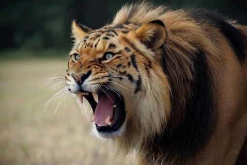 Tiger, Katzen, Säugetier, Wild, Tier