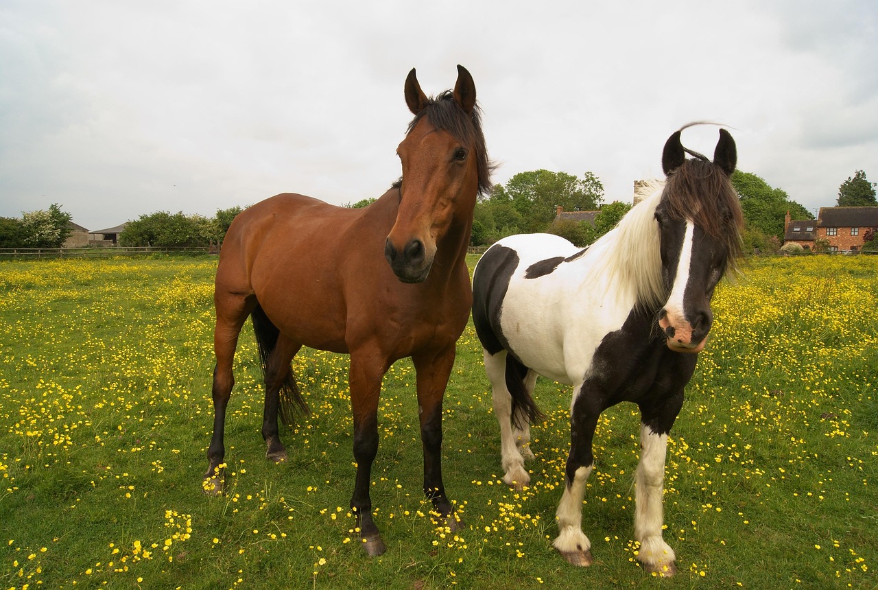 Horses Countryside England Free Photo On Pixabay Pixabay horses-countryside-england-free-photo-on-pixabay-pixabay