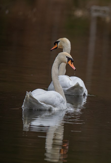 Höckerschwäne, Schwäne, See, Natur