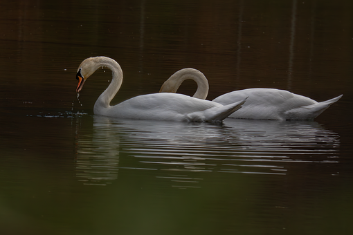 Höckerschwäne, Schwäne, See, Natur