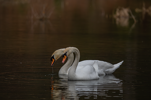 Höckerschwäne, Schwäne, See, Natur