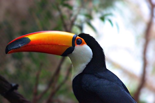 Tucán, Pájaro, Animal, Plumas, Plumaje