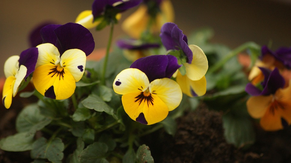 Free Spring Images Violets Violets Spring Flowers - Free photo on Pixabay - Pixabay