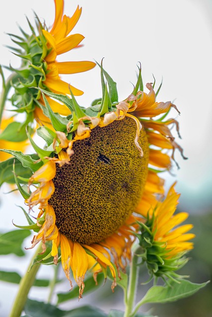Free Flower Sunflower photo and picture