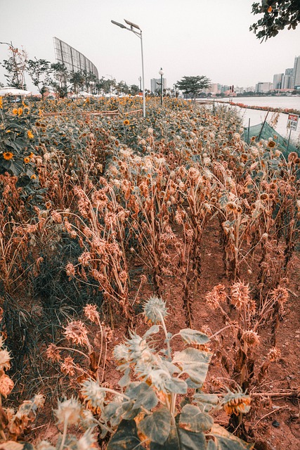 Free Flower Die photo and picture