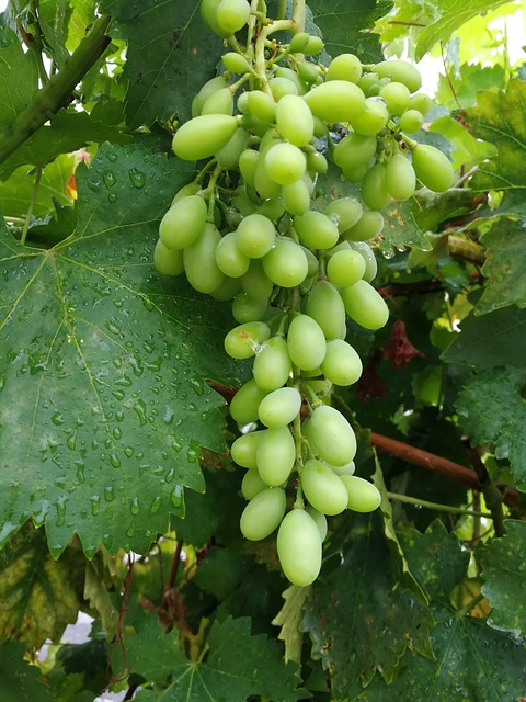 Kom, Turisme, Vingård, Kultur, Cava