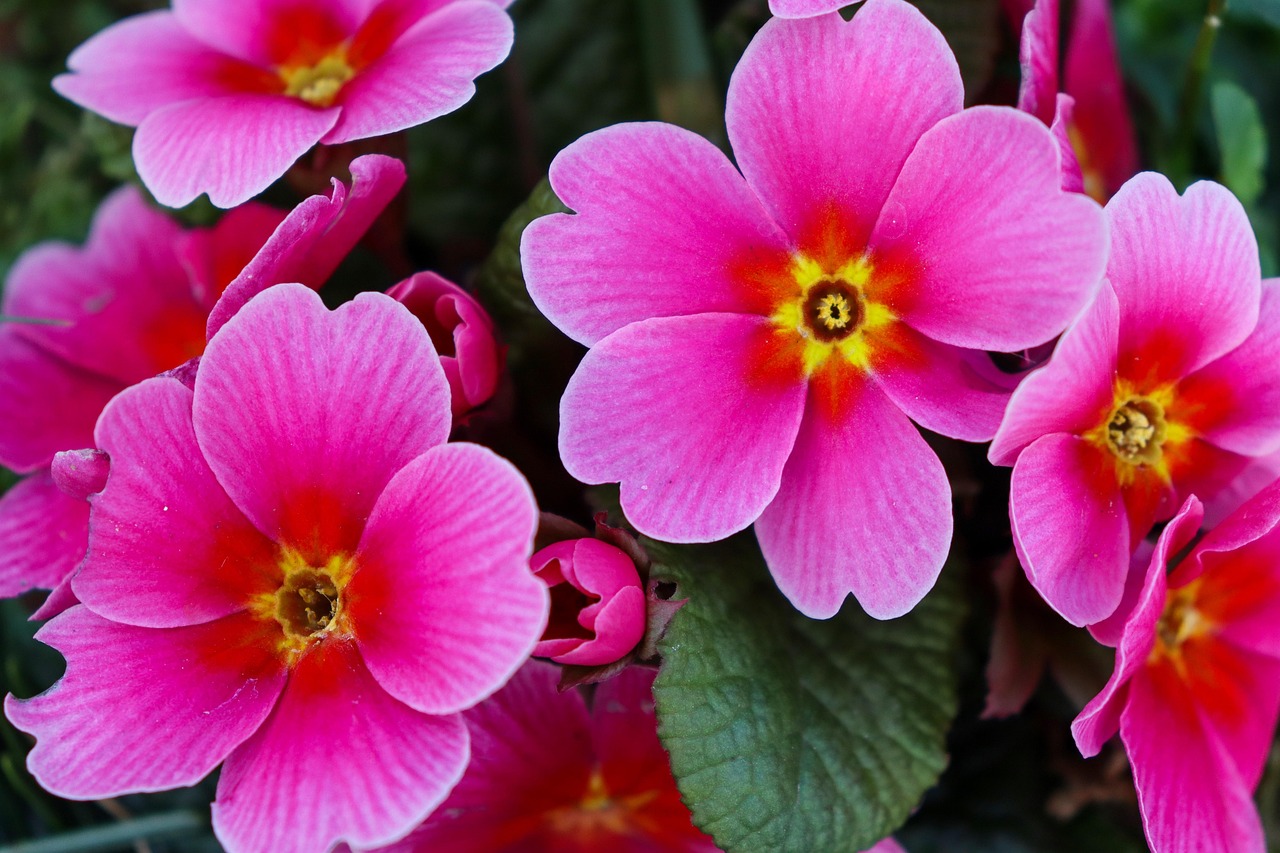 Primel Primeln Rosa Frühling - Kostenloses Foto auf Pixabay - Pixabay