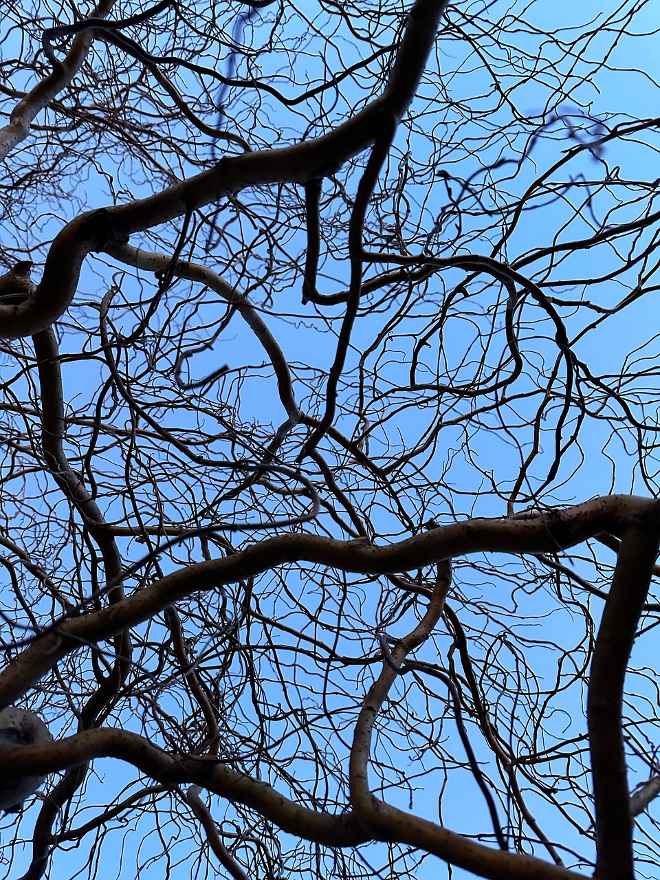 Branch Tree - Free photo on Pixabay - Pixabay