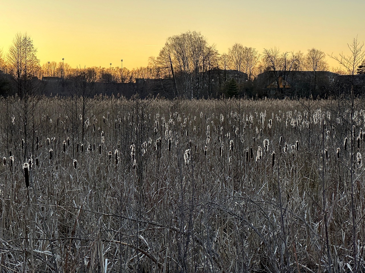 Reeds Nature Evening - Free photo on Pixabay - Pixabay