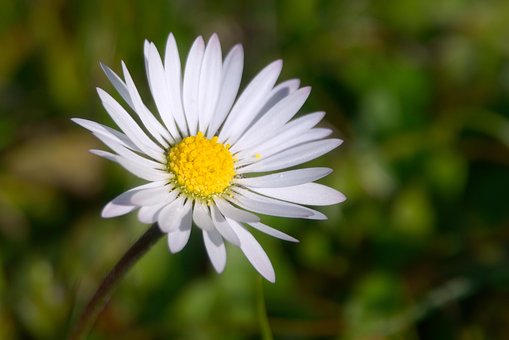 Margarida, Branco, Flor, Primavera