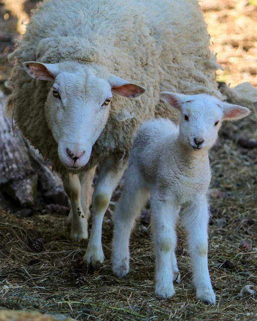 Schaap, Lam, Wol, Baby Dier, De Lente