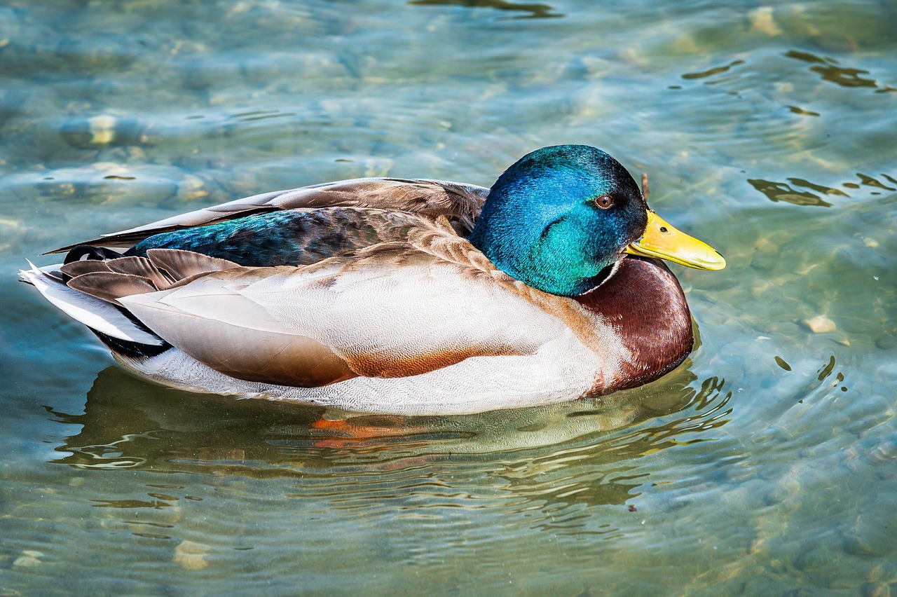 Pato Picture Pato Selvagem Lago - Foto gratuita no Pixabay - Pixabay