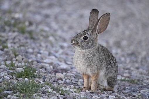 Kanin, Påske, Ørken, Dyreliv, Natur
