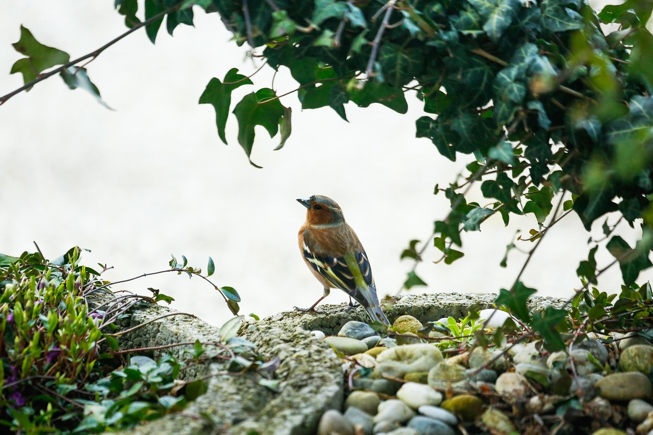 Finch Bird Chaffinch - Free photo on Pixabay - Pixabay