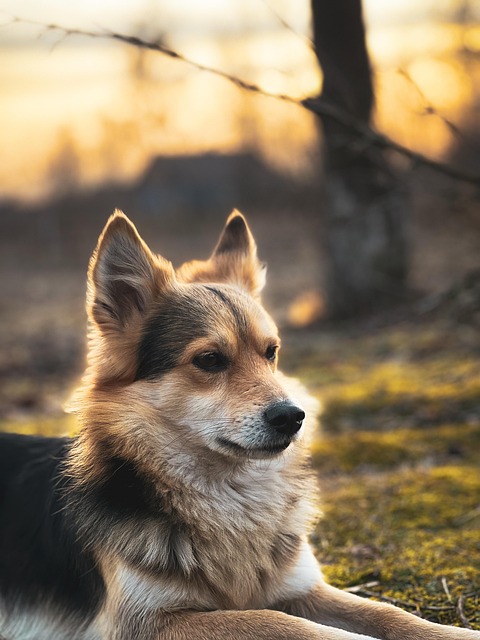 Free Animal Dog photo and picture