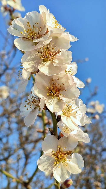 Free Ai Generated Flower illustration and picture