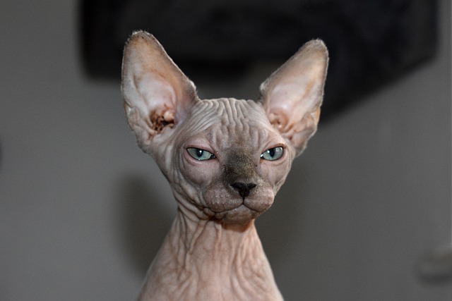 Free Sphynx Cat photo and picture