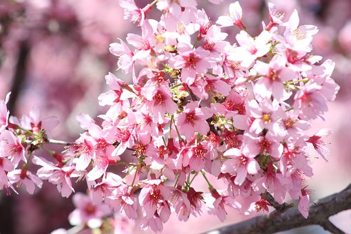 Flores, Flores Rosadas, Naturaleza