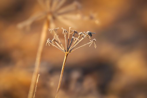 Free Plant Cold photo and picture