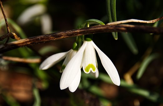 Free Snowdrop Plant photo and picture