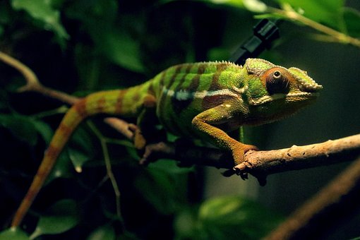 Cameleon, Natur, Tier, Echse, Reptil