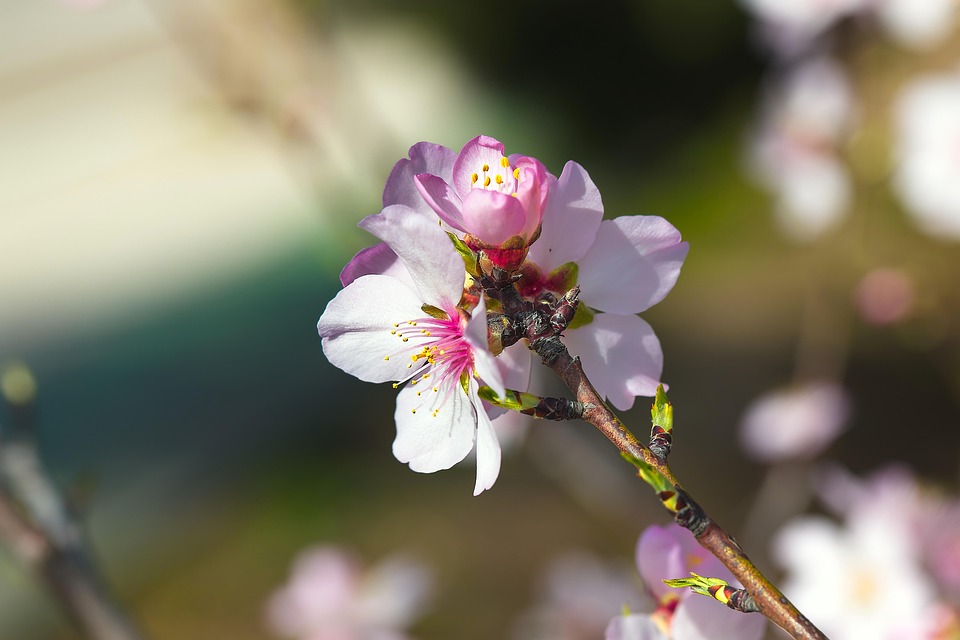 杏仁花 蜜蜂 花朵 - Pixabay上的免费照片 - Pixabay
