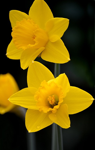 Free Yellow Daffodil Daffodil Daffodils photo and picture