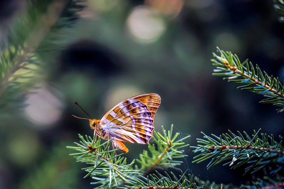 Butterfly Insect Beast Raspberry - Free photo on Pixabay - Pixabay