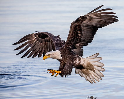Free Eagle Bird photo and picture