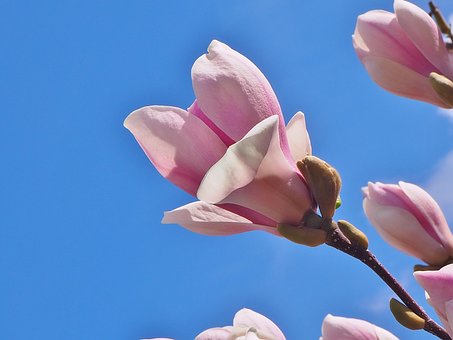 Blumen, Magnolien, Blüht, Garten