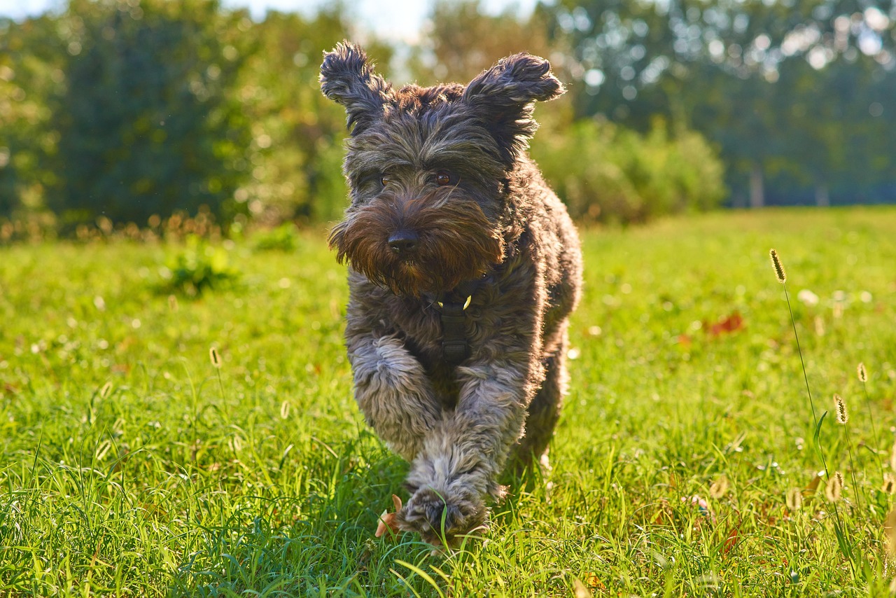 Dog - free online jigsaw puzzle photo