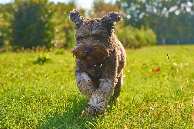 Dog, park, puppy and nature — photo by ValterM