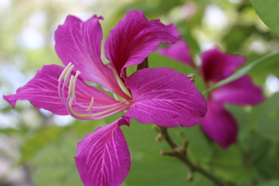 兰花树 盛开 香港兰花 - Pixabay上的免费照片