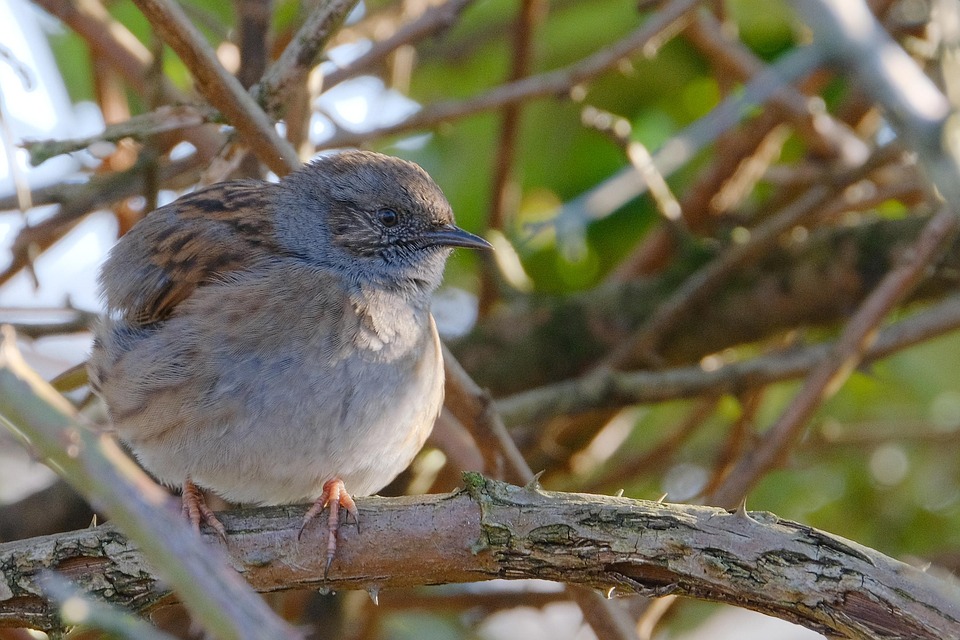 Wren Bridge Spring Wren Bird Spring - Free photo on Pixabay - Pixabay