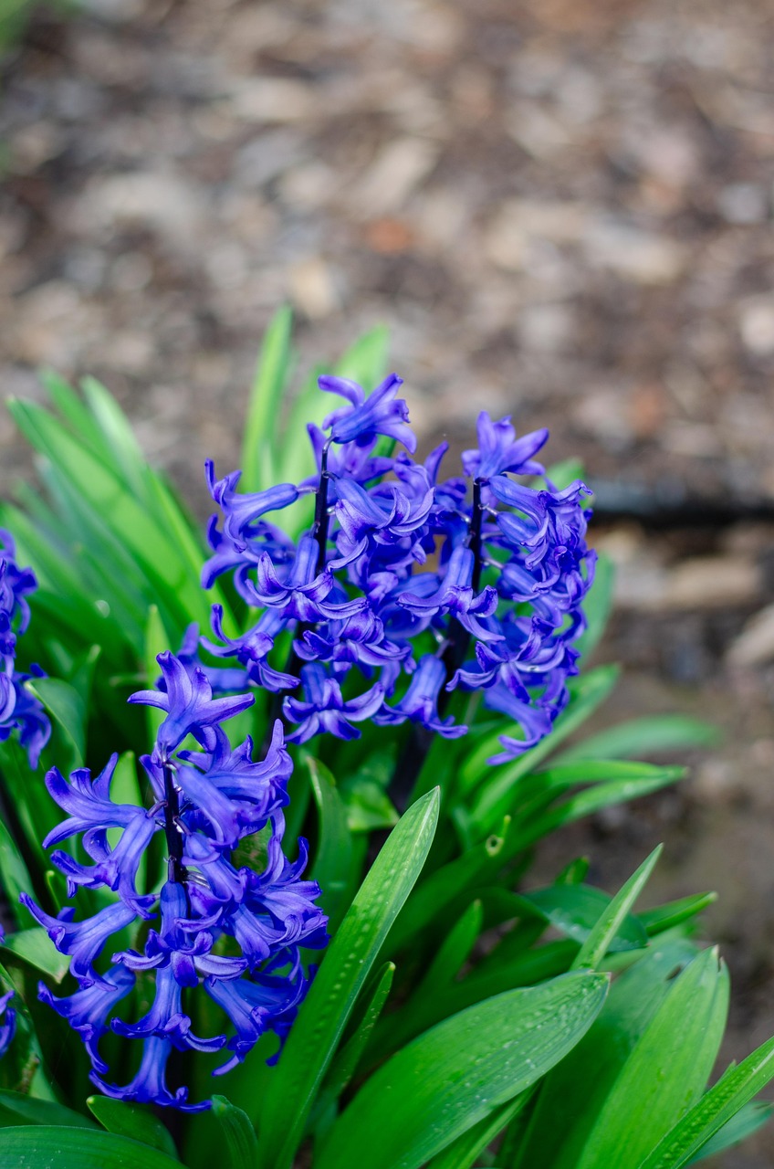 Hyacinth Nature Flower - Free photo on Pixabay - Pixabay