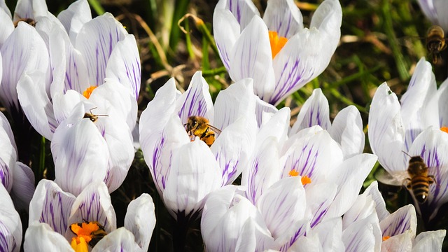 Free Bee Crocuses photo and picture