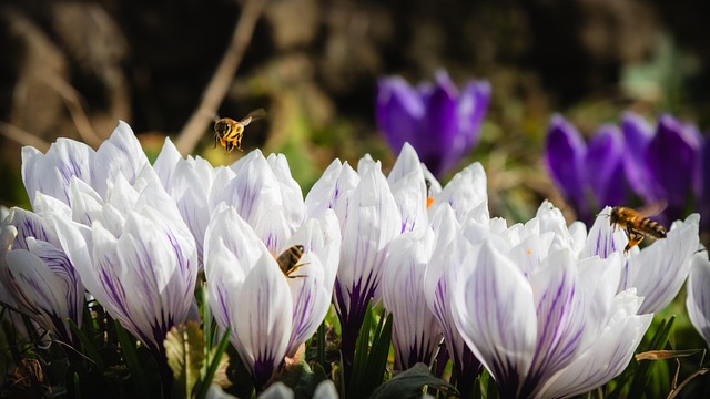 Free Bee Flowers photo and picture